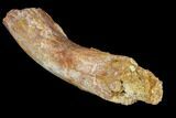 Fossil Dinosaur Rib Bone Section - Morocco #110156-3